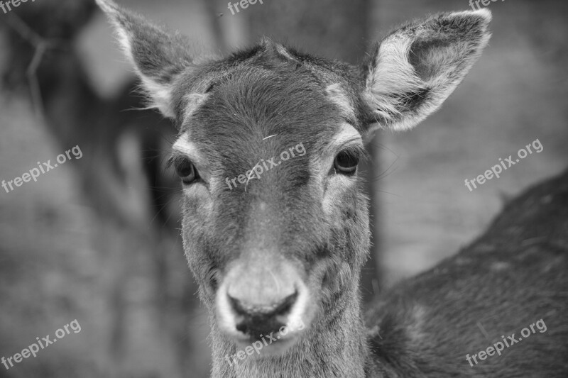 Mammal Animal Portrait Animal World Nature