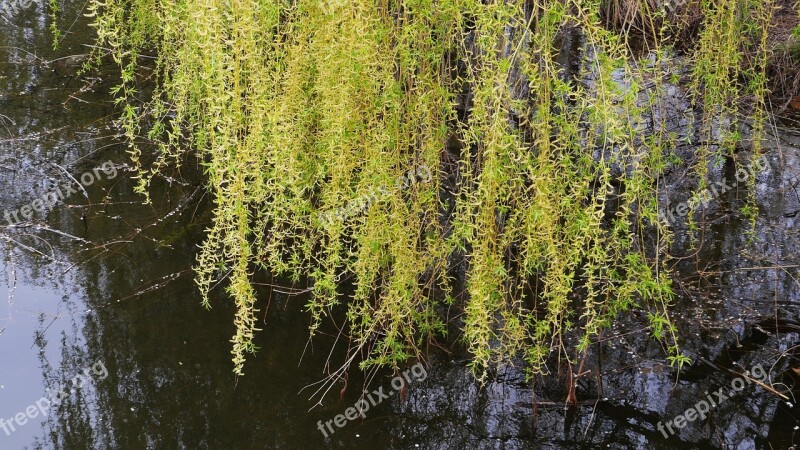 Nature Plants Wood Willow Leaf