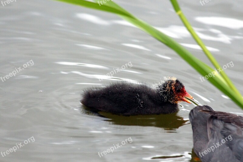 Chicken Chick Coot Fulica Atra Pond