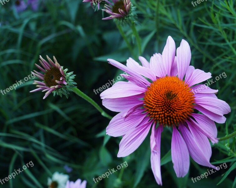 Flower Flora Nature Summer Garden