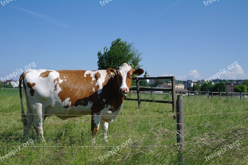 Farm Hayfields S Grass Livestock