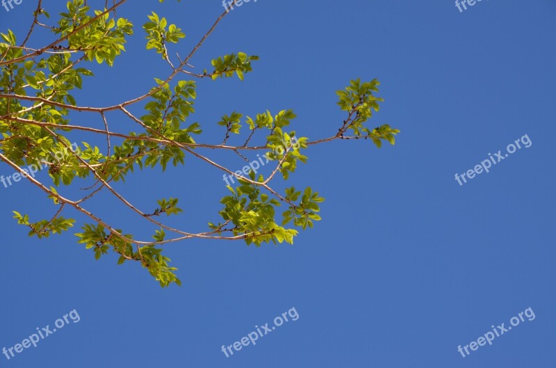 Tree Nature Sky Flora Branch