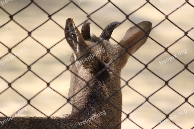 Deer Fence Cage Enclosure Animal