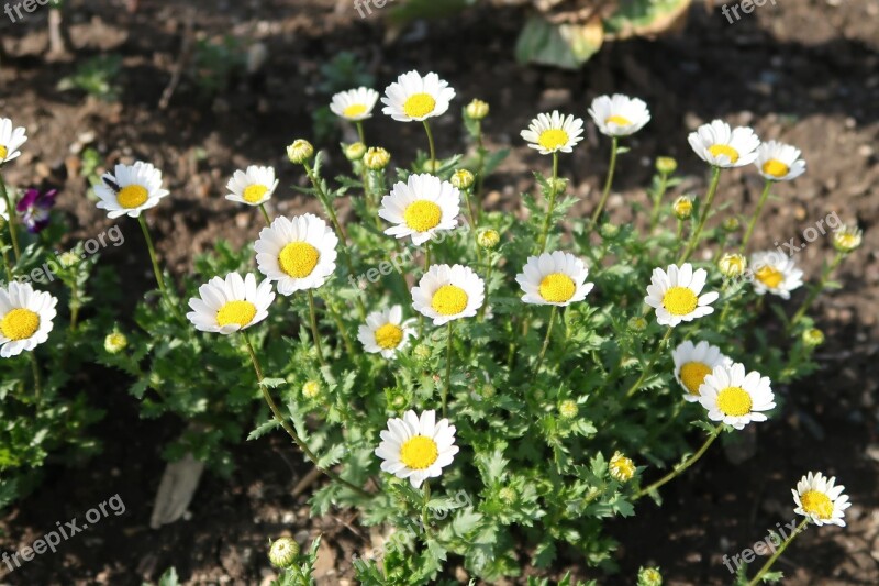 Natural Plant Flowers Spring White