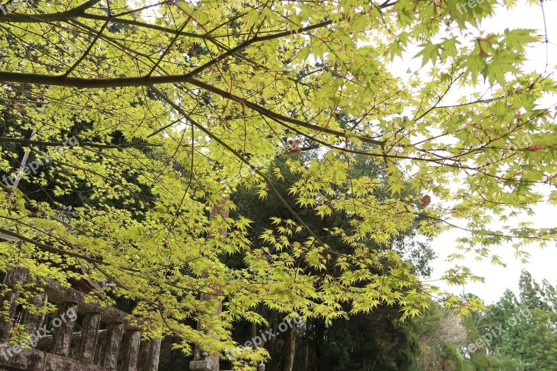 Wood Natural Leaf Landscape Outdoors