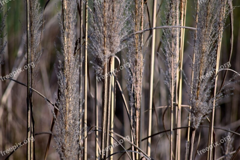 Weeds Grass Wild Dry Growth