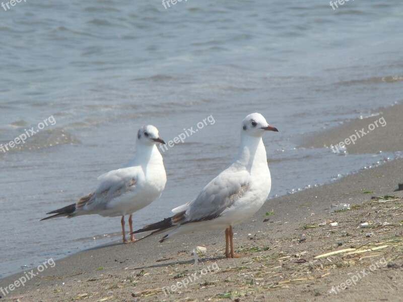 Birds Seagull Body Of Water Marine Nature