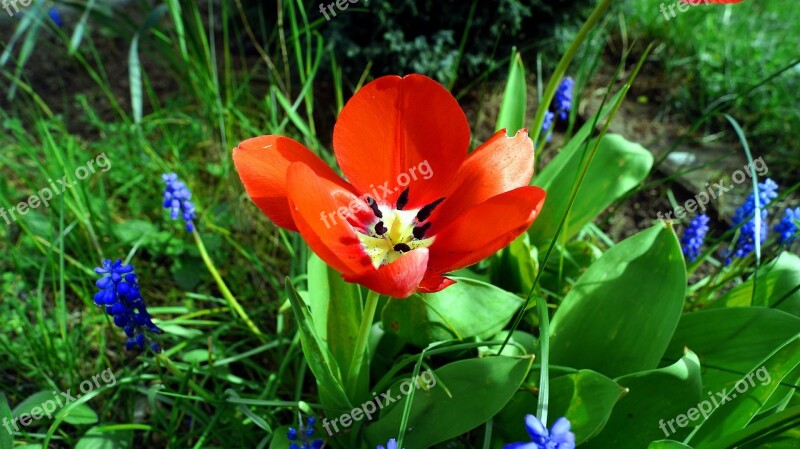 Tulip Nature Flower Plant Spring