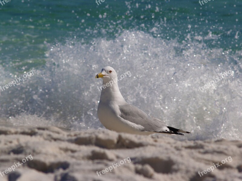 Bird Nature Sea Outdoors Water