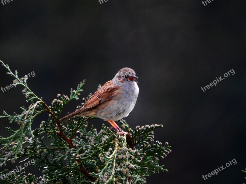 Dunnock Bird Nature Animal World Animal