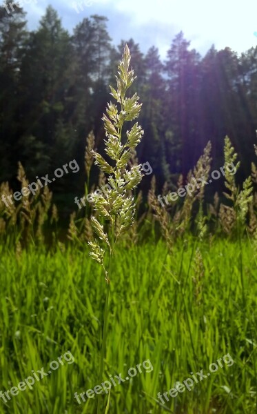 Nature Grass Plant Kolos Free Photos