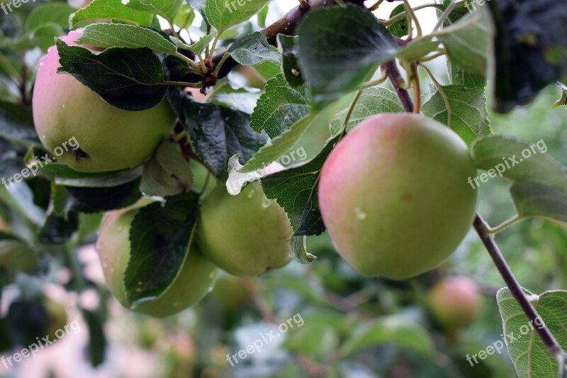 Fruit Food Sheet Tree Branch