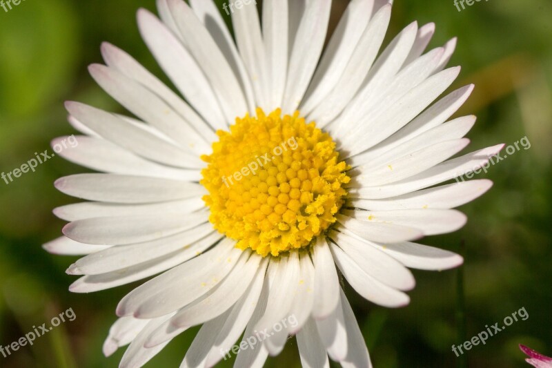 Nature Plant Flower Summer Close Up