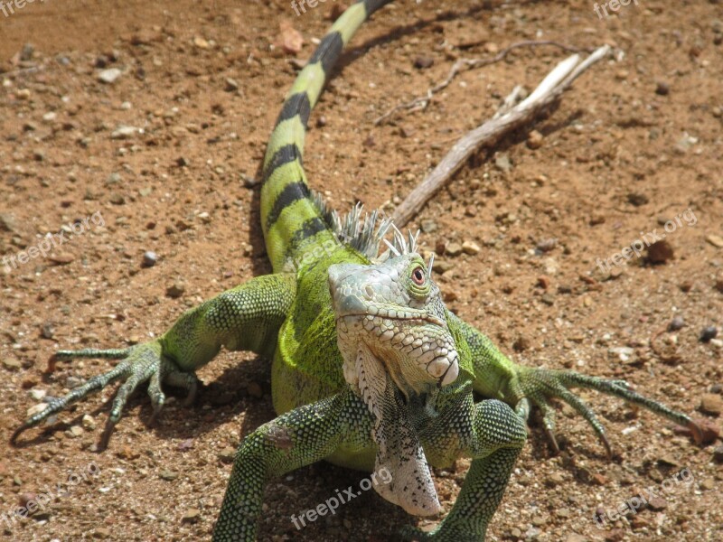 Reptiles Lizards Nature Wildlife Animal Kingdom