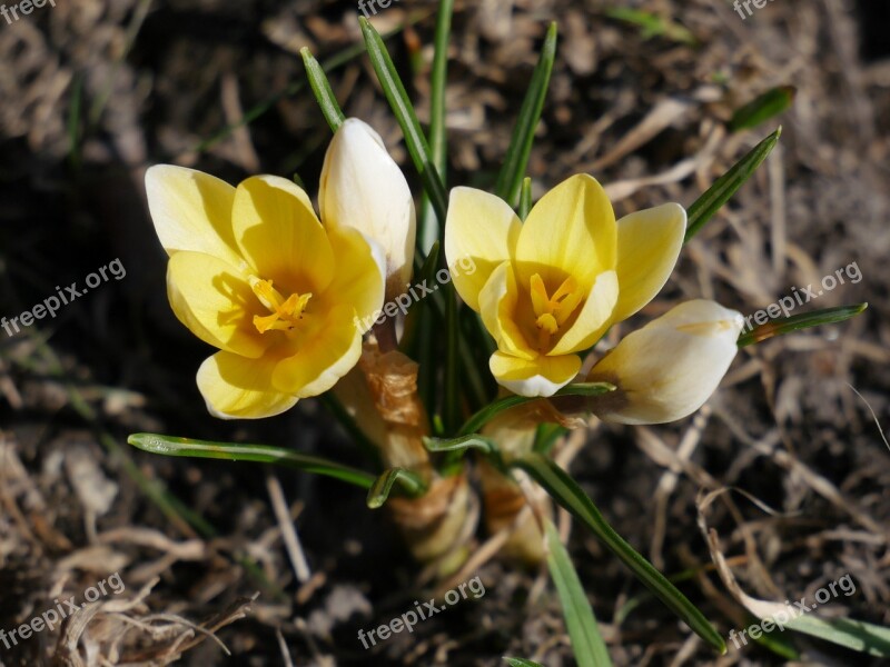 Nature Flora Flowers Season Color