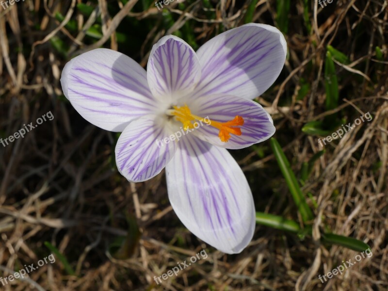 Nature Macro Crocus Spring Gentle