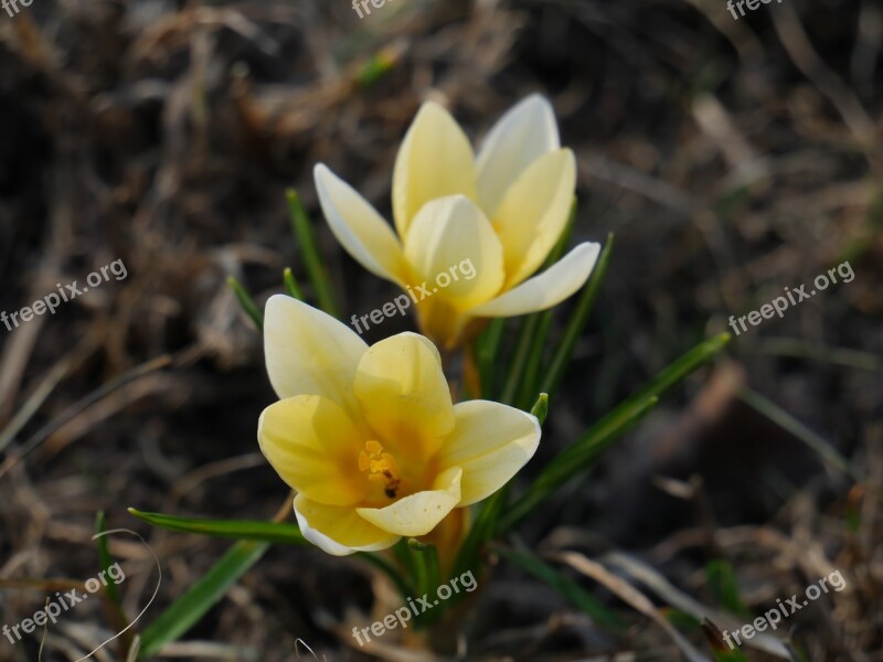 Nature The Buds Yellow Flowers Beautiful Macro