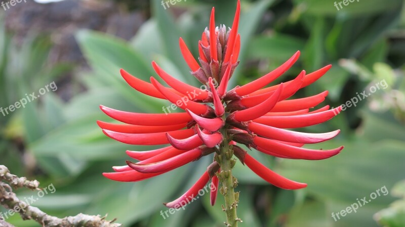 Star Bright Red Red Erythrina-speciosa Korallenbaum