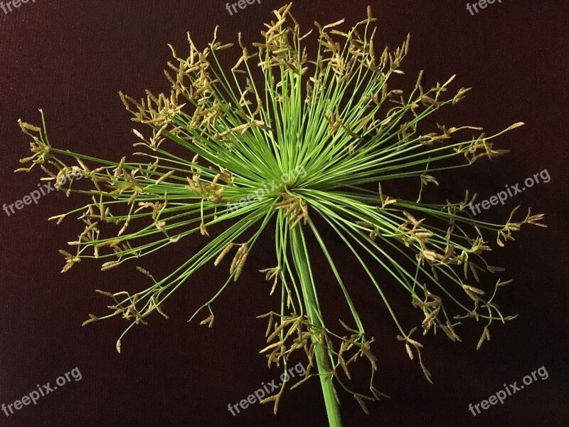 Plant Papyrus Plant Green Nature Sheet Plant