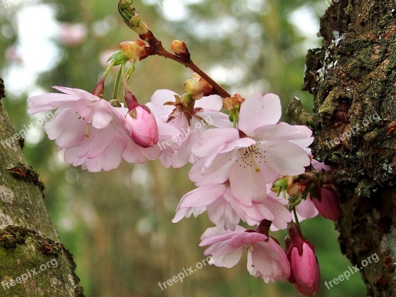 Flowers Plant Tree Japanese Cherry Flower Fullness