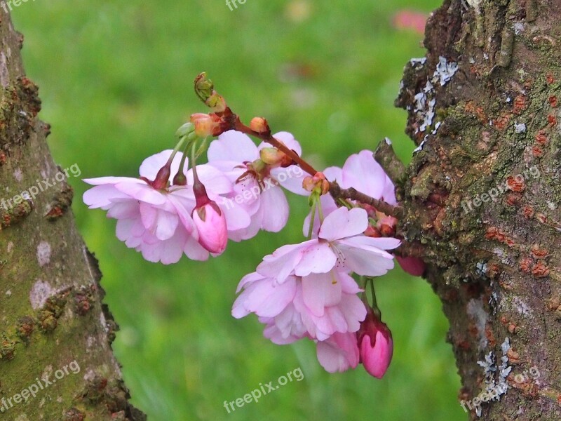 Flowers Plant Tree Japanese Cherry Flower Fullness