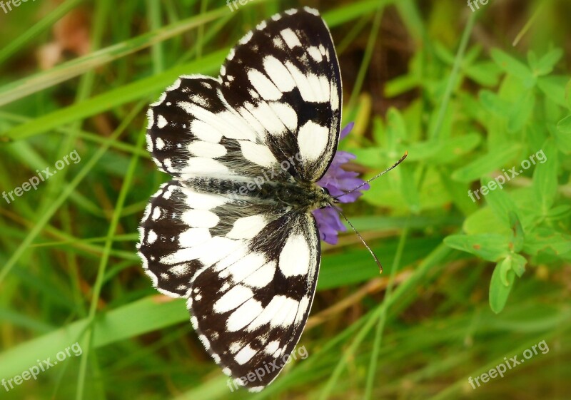 Insect Butterfly Day Nature At The Court Of Summer