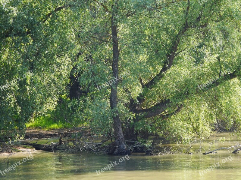 Riparian Zone Danube Delta Romania Wetlands Jungle