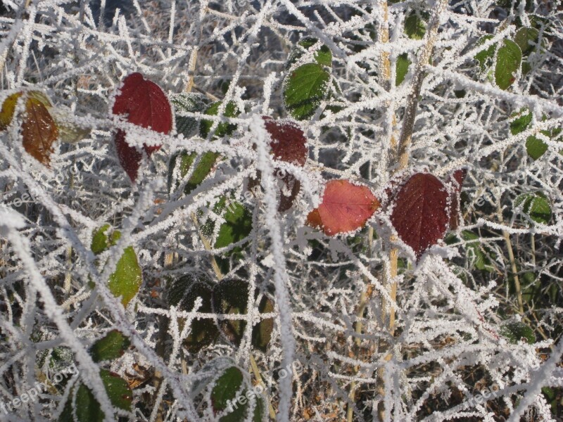 Frost Blackberry Leaf Hoarfrost Color