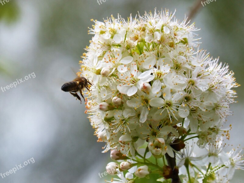 Fruit Tree Plum Flowering Tree Bee Libar