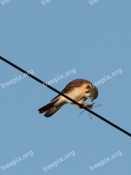 Cuba Matanzas Cienaga De Zapata Bird Cernicalo