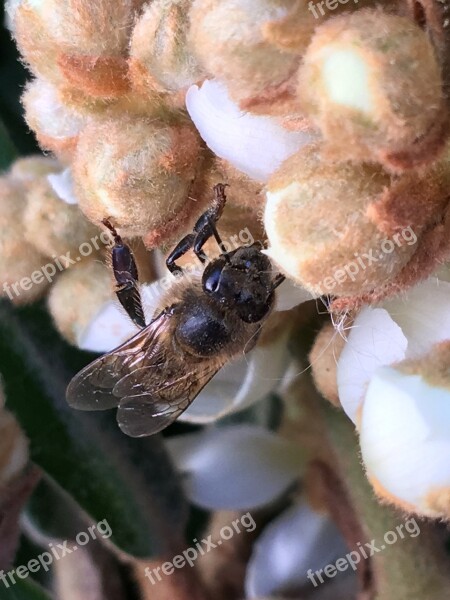 Bee Insect Animals Flower Pollen