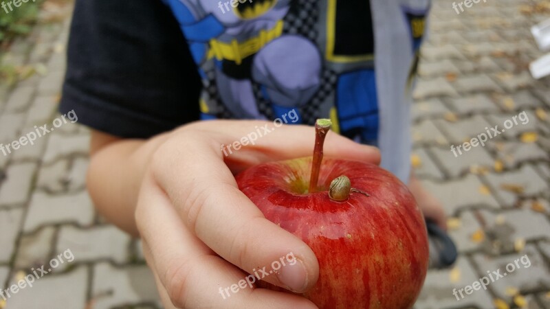 Apple Snail Child Child's Hand Shell