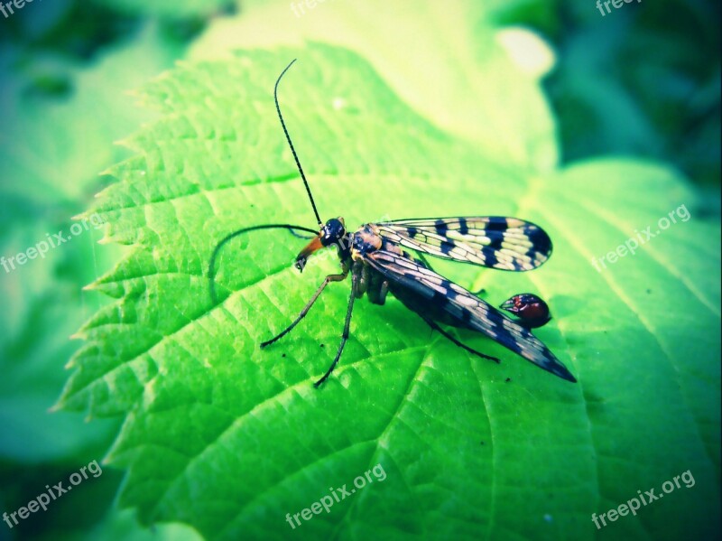 Nature Insect At The Court Of Leaf Animals