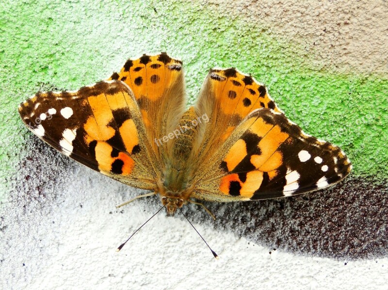 Nature Butterfly Day Insect Beautiful At The Court Of