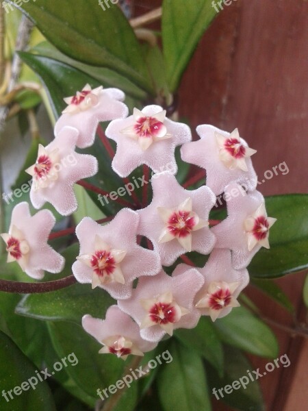 Porcelainflower Wax Plant Hoya Carnosa Flower Nature