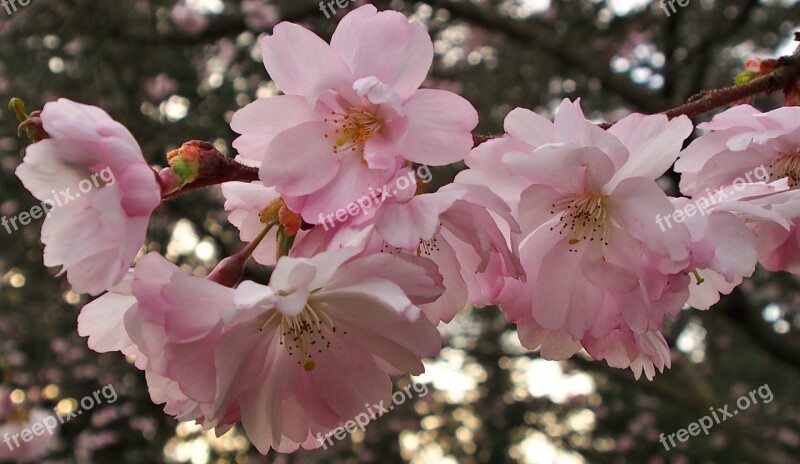 Flowers Plant Tree Japanese Cherry Flower Fullness