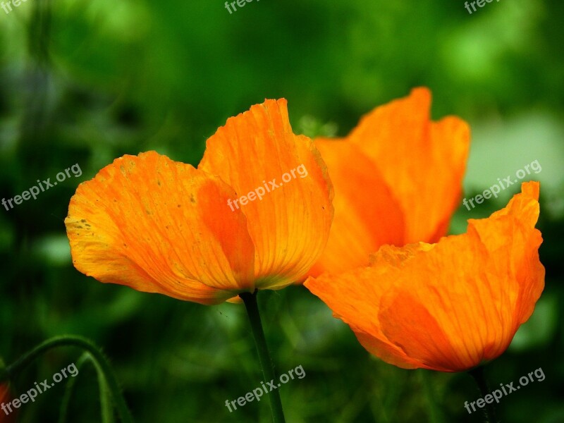 Klatschmohn Orange Backlighting Filigree Fine