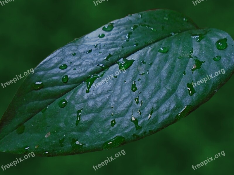 Raindrops Leaf Rain Nature Dew