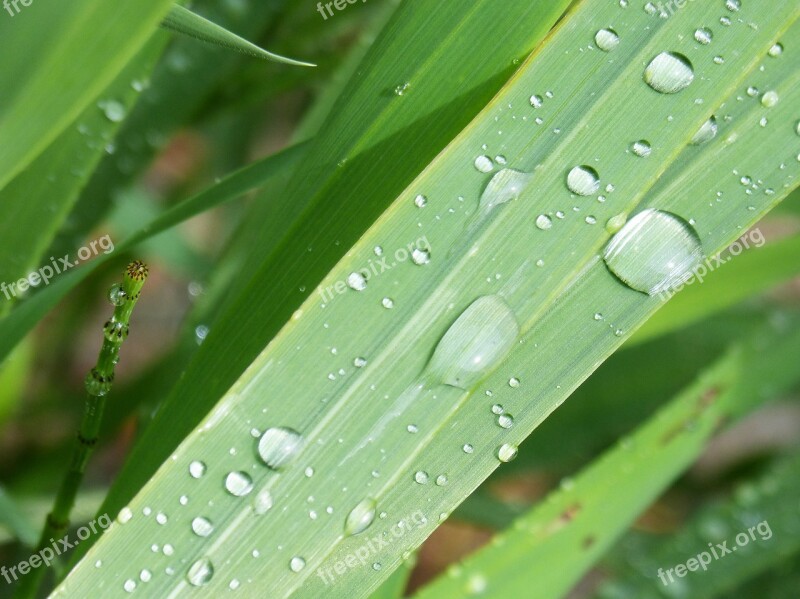 Pearl Rain Rocio Leaf Free Photos