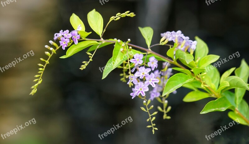 Golden Dewdrop Pigeon Berry Flower Nature Flora