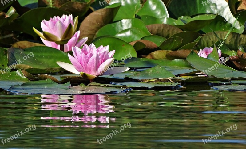 Puddle Lotus Flower Lily Free Photos