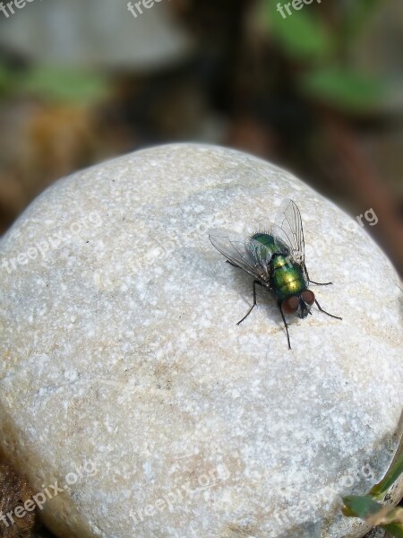 Botfly Bright Metallic Iridescent Fly