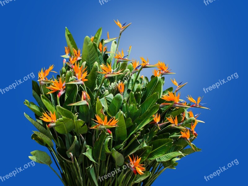 Caudata Strelitzia Bird Of Paradise Flower Strelitzia Orchids Garden