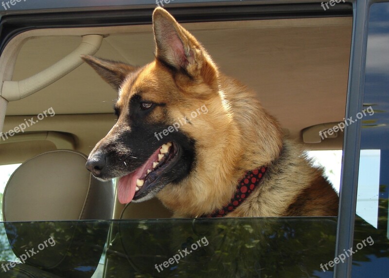 Dog Canine Mammal Pet Car