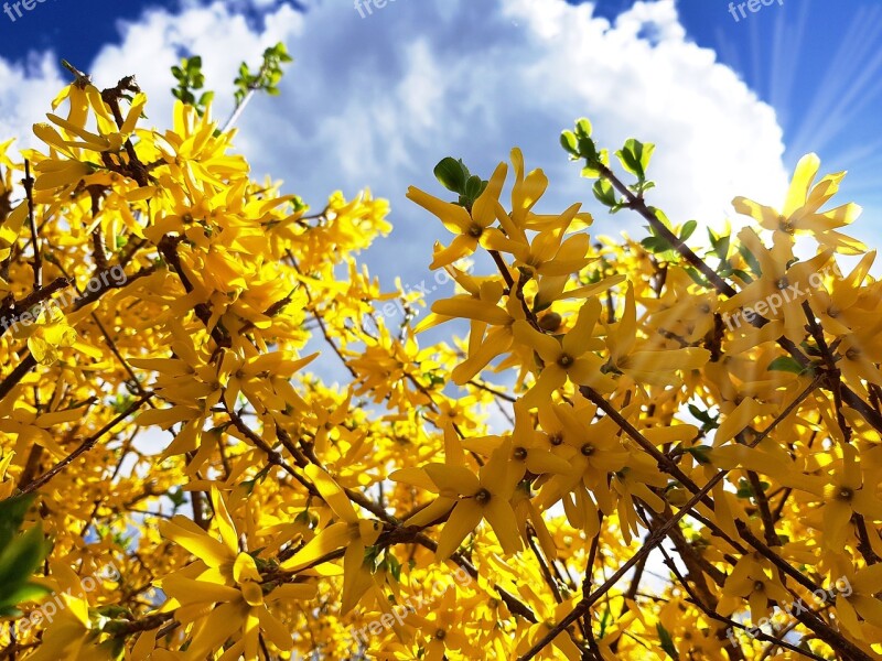 Forsythia Bush Garden Forsythia Gold Lilac Golden Bells