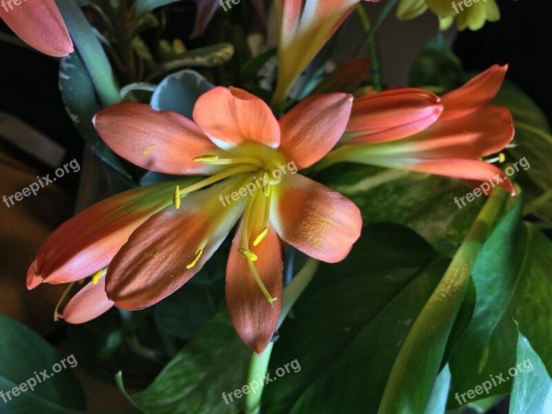 Orange Flower Petals Orange Orange Petal Petals