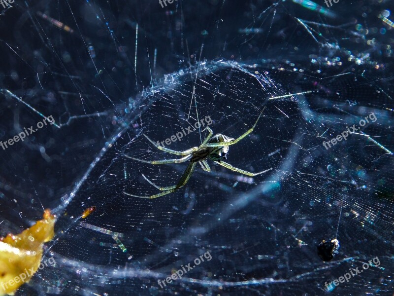 Nature Spider Horizontal Desktop Dark