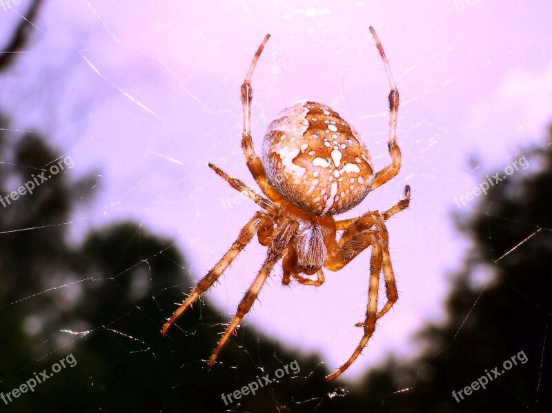 Spider Arachnid Spider's Web Insect Phobia