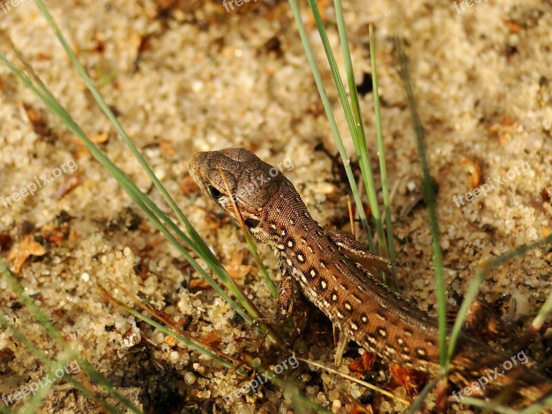 Nature Animals Invertebrates A Little Reptiles