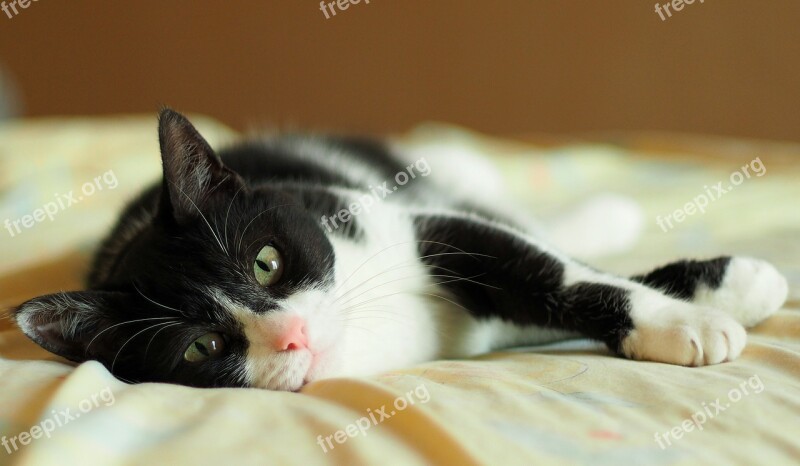 Animal Cat Nap Free Photos